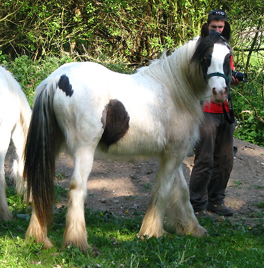 Mes gypsy cobs, tachus ou non 706373venora