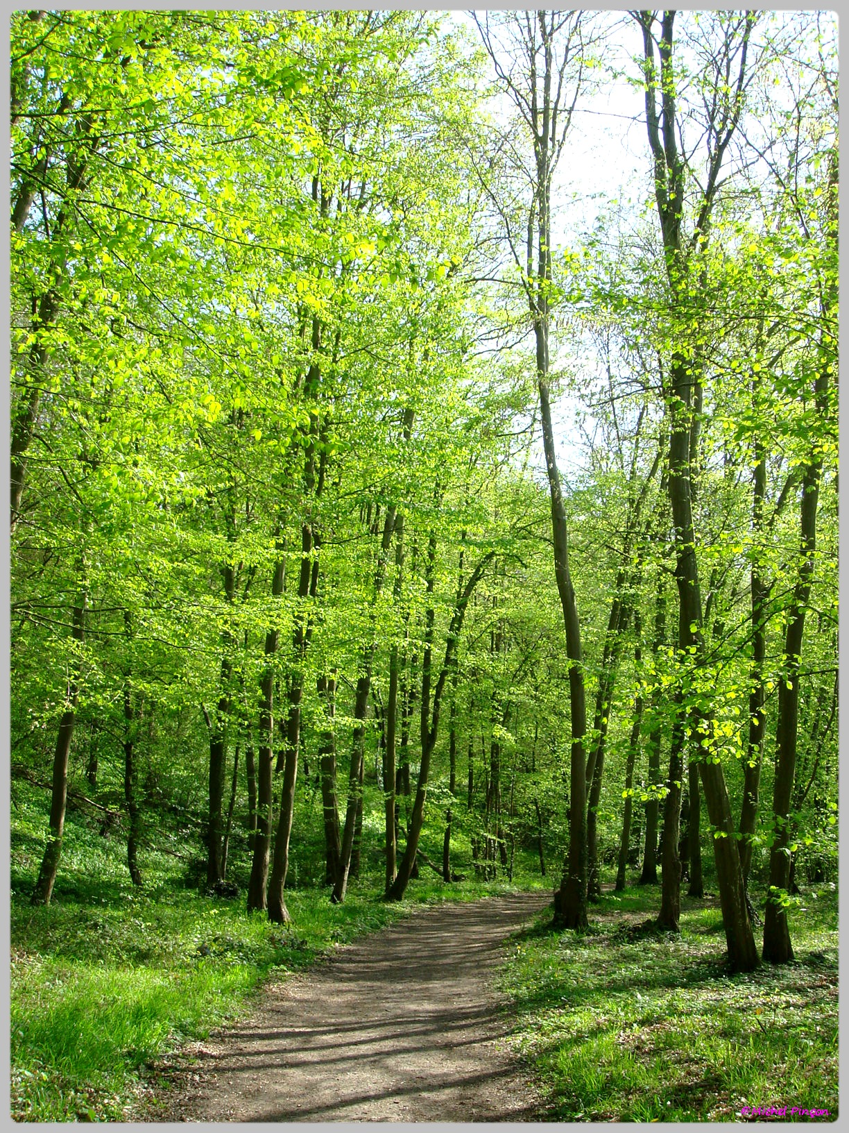 [fil ouvert] la forêt dans tous ses états - Page 13 706880DSC012559