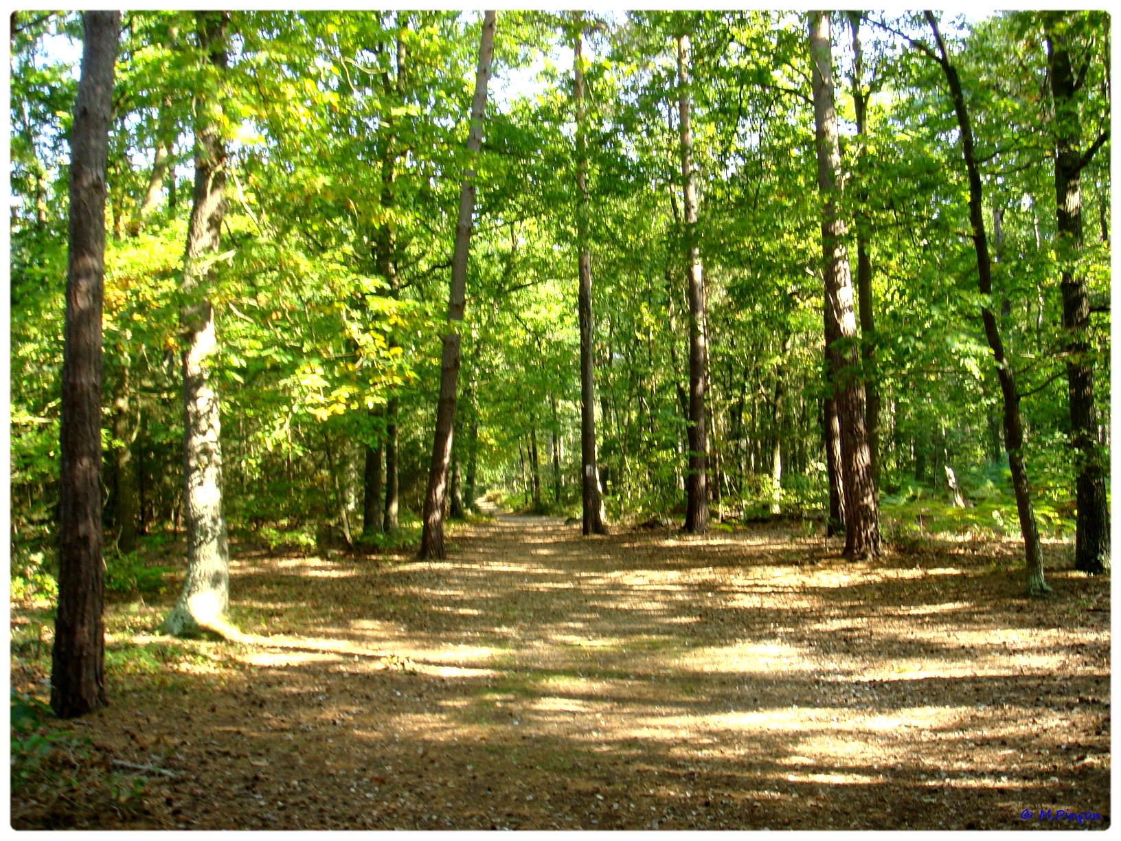 [fil ouvert] la forêt dans tous ses états - Page 7 707648DSC011158