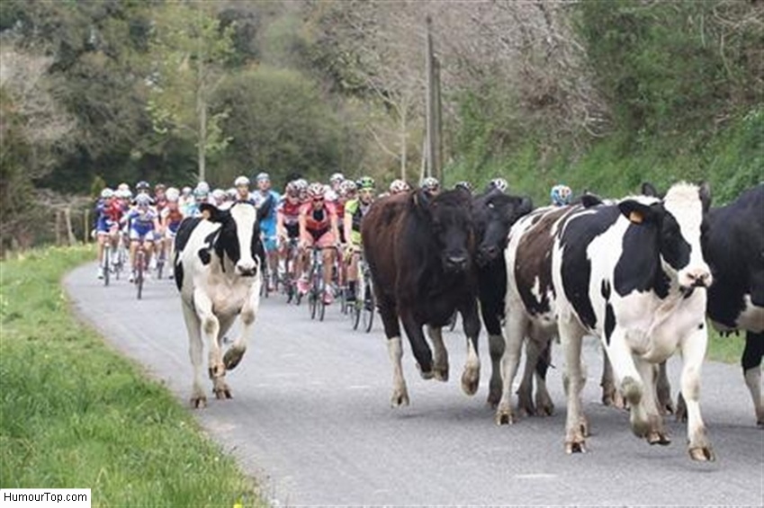 Tour de France 2017 - Page 2 711413VachessurleTourdeFrance