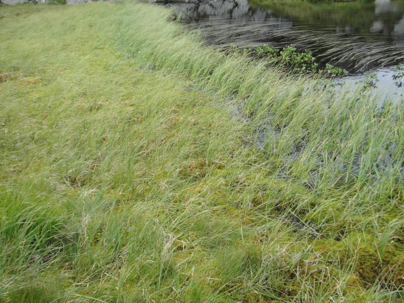 Quelques D. rotundifolia in situ en Norvège 714096DSC09755