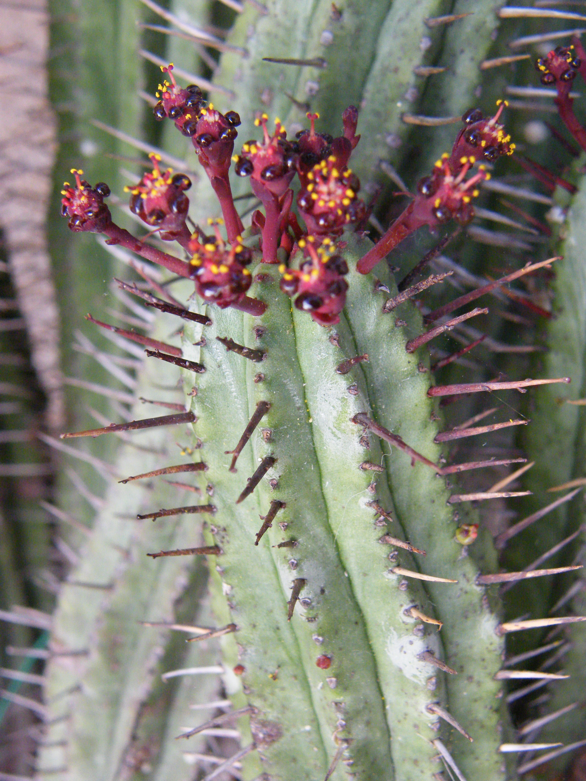 Euphorbia enopla 715352MAI2010862