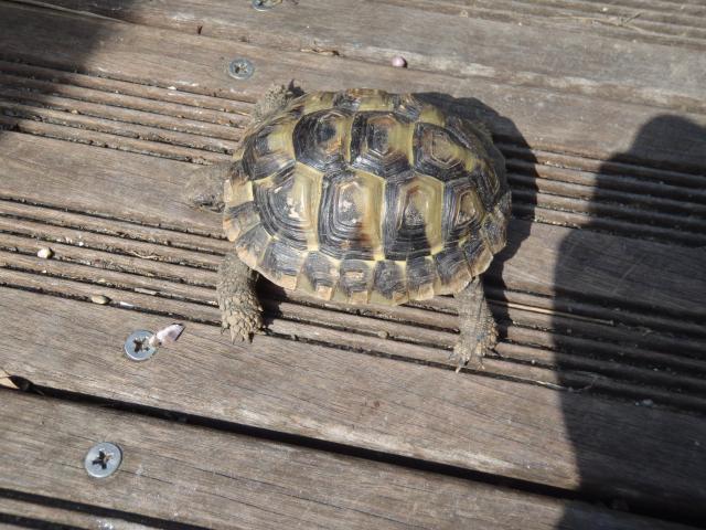 Identification tortue 716644P3160010