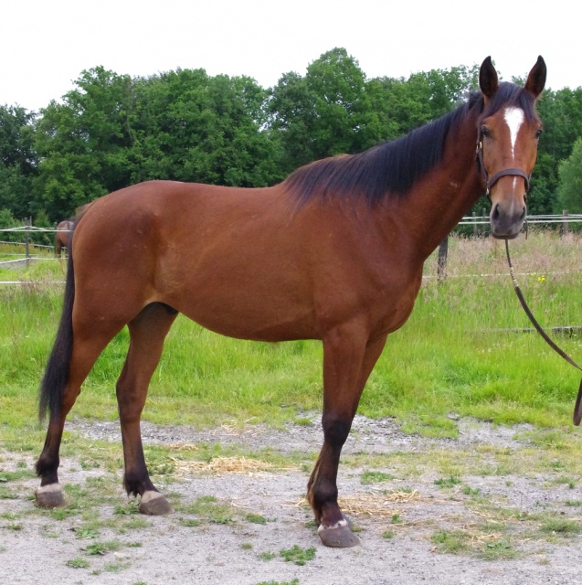 [PLACE ANGELIQUE] ANGELUS  Le "tonton" Calme Pépère !!!! 718004angelus4