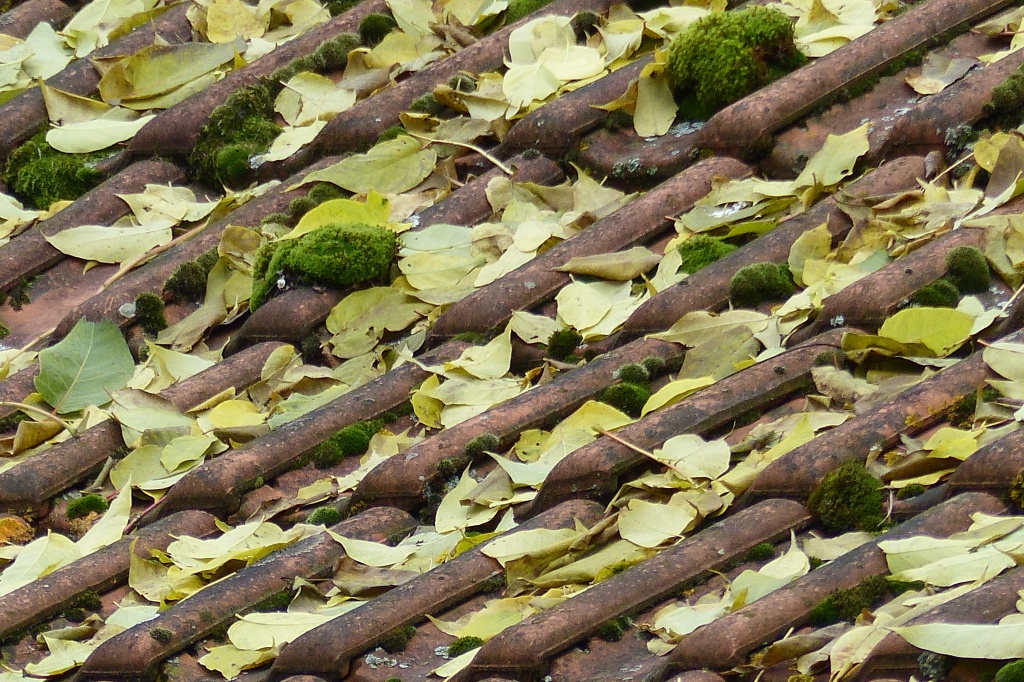 Quelle tuile, vlà l'automne 719765P1060587a