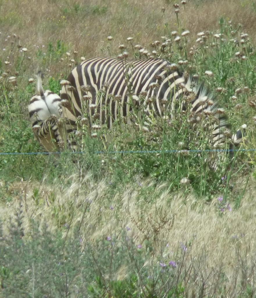 NARBONNE EN PASSANT PAR LA RESERVE AFRICAINE DE SIGEAN C" EST  DROLEMENT FUN 720250P1180244