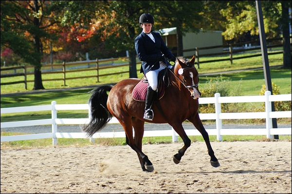 Box de Amarille 721930cheval1c