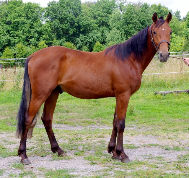 [PLACE ERIC]  ESTEBAN  Tendresse et zénitude au RDV... 724111esteban6