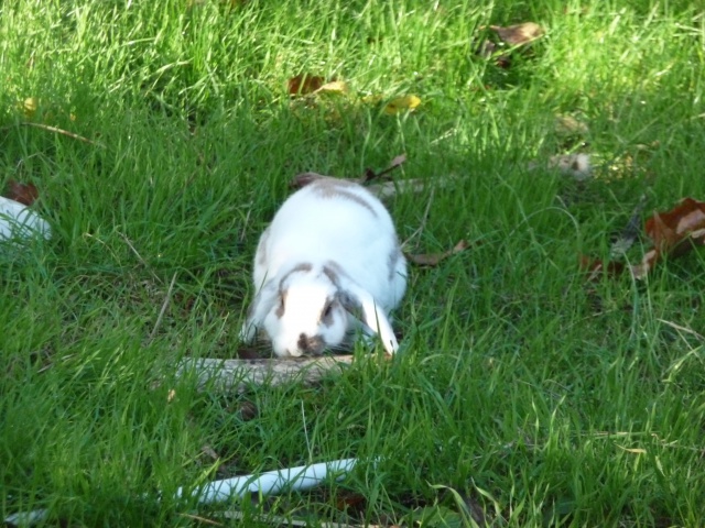 Nina, lapine blier, ne en aout 2011 - Page 4 725085P1110289