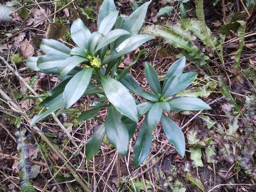 jamais vu cette plante de sous-bois, qui connais ?? 725106inconnue1