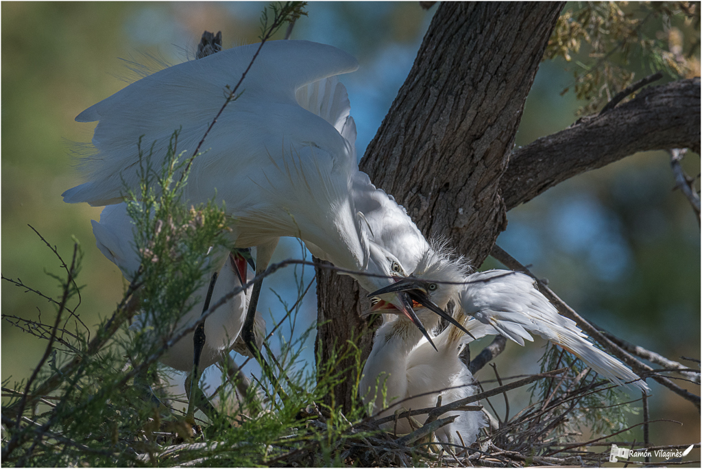 Aigrette garzette ? 726952DSC6508ModifierSmeac