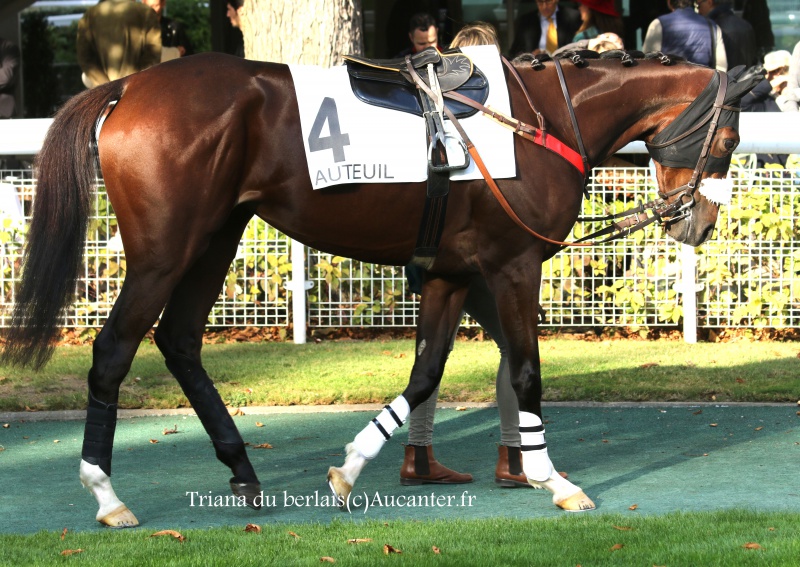 Photos Auteuil 9-10-2016 7272865J6A7970