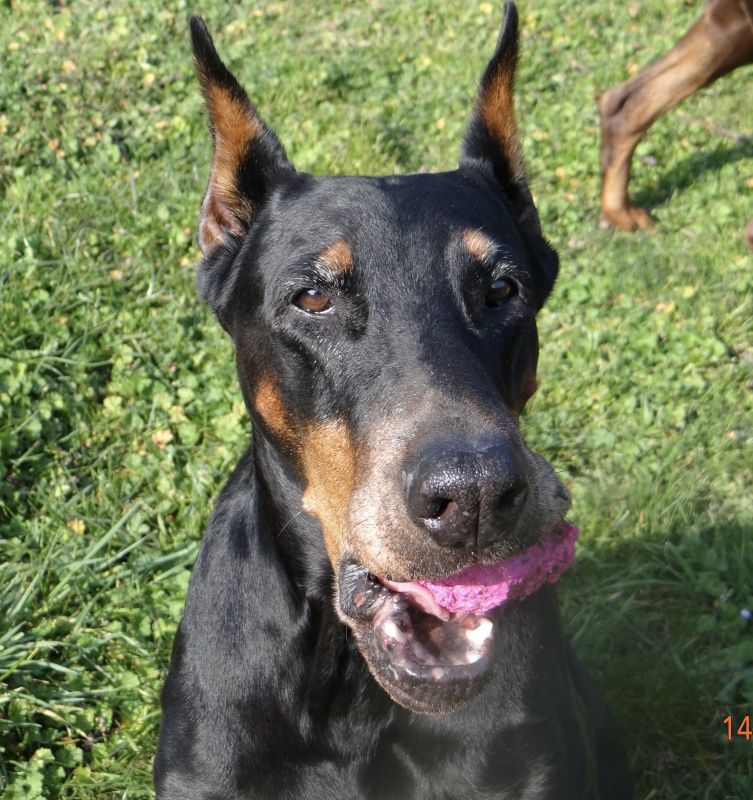 ma mamie Dobermann s'en est allée .... 728017DSC03621