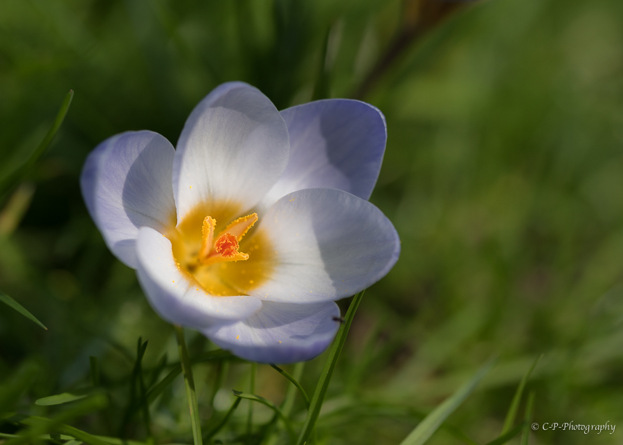 variations autour du crocus + ajout olympus em10 728419D817272