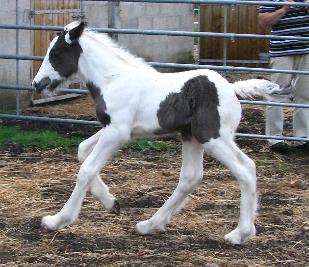 11 - 26 IC... Blodwen : Gleann x Chance Photos P2 728543IMG9508