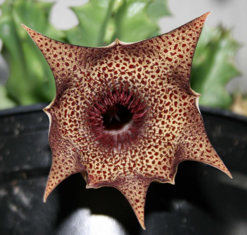 Huernia barbata  728907huernia_barbata