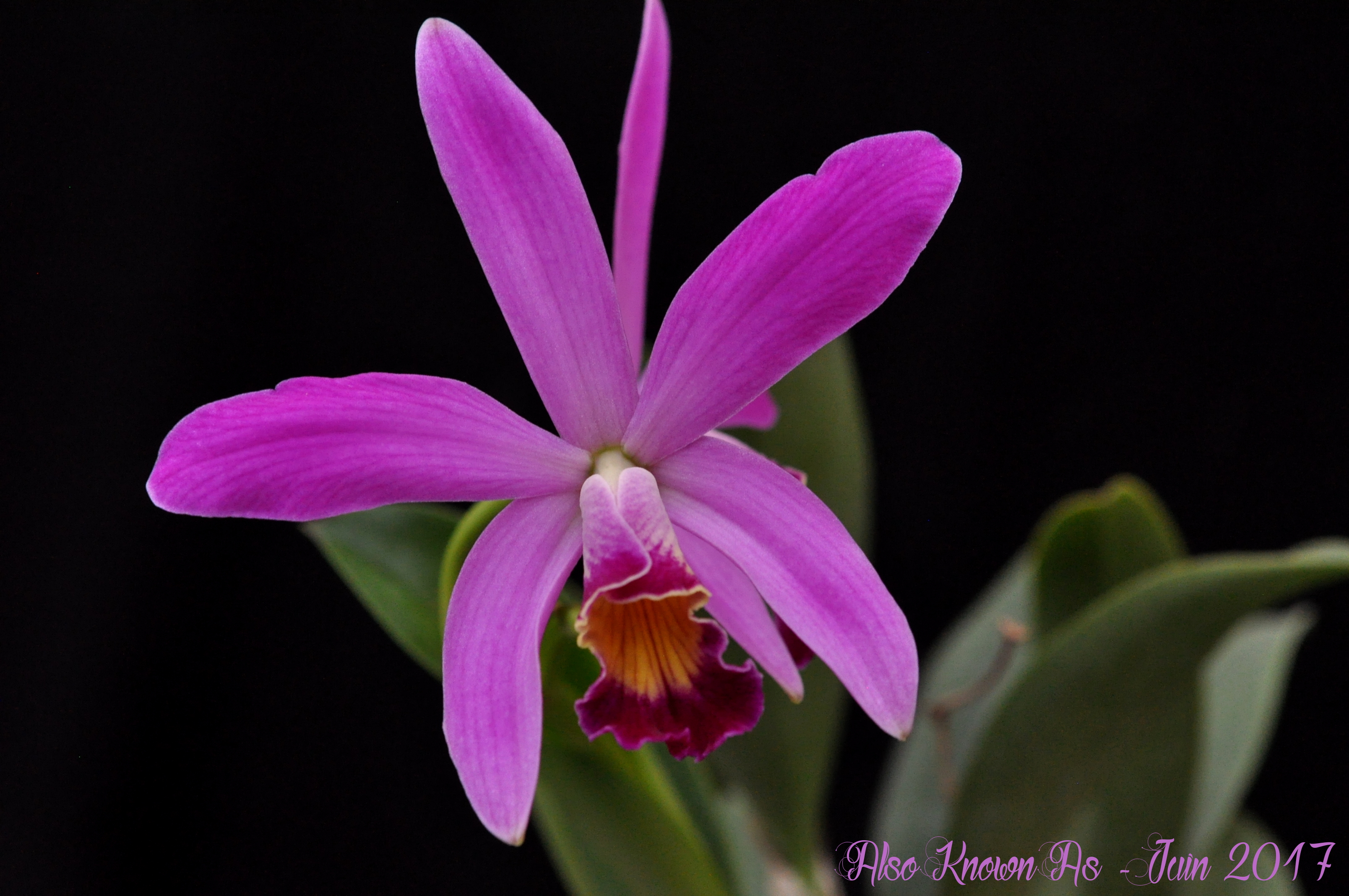 Cattleya (Love Knot x violacea) x longipes - Page 2 730336violaceaxlucaxdeux