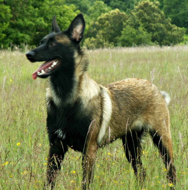 Un trio de malinois !  - Page 12 731016vc004