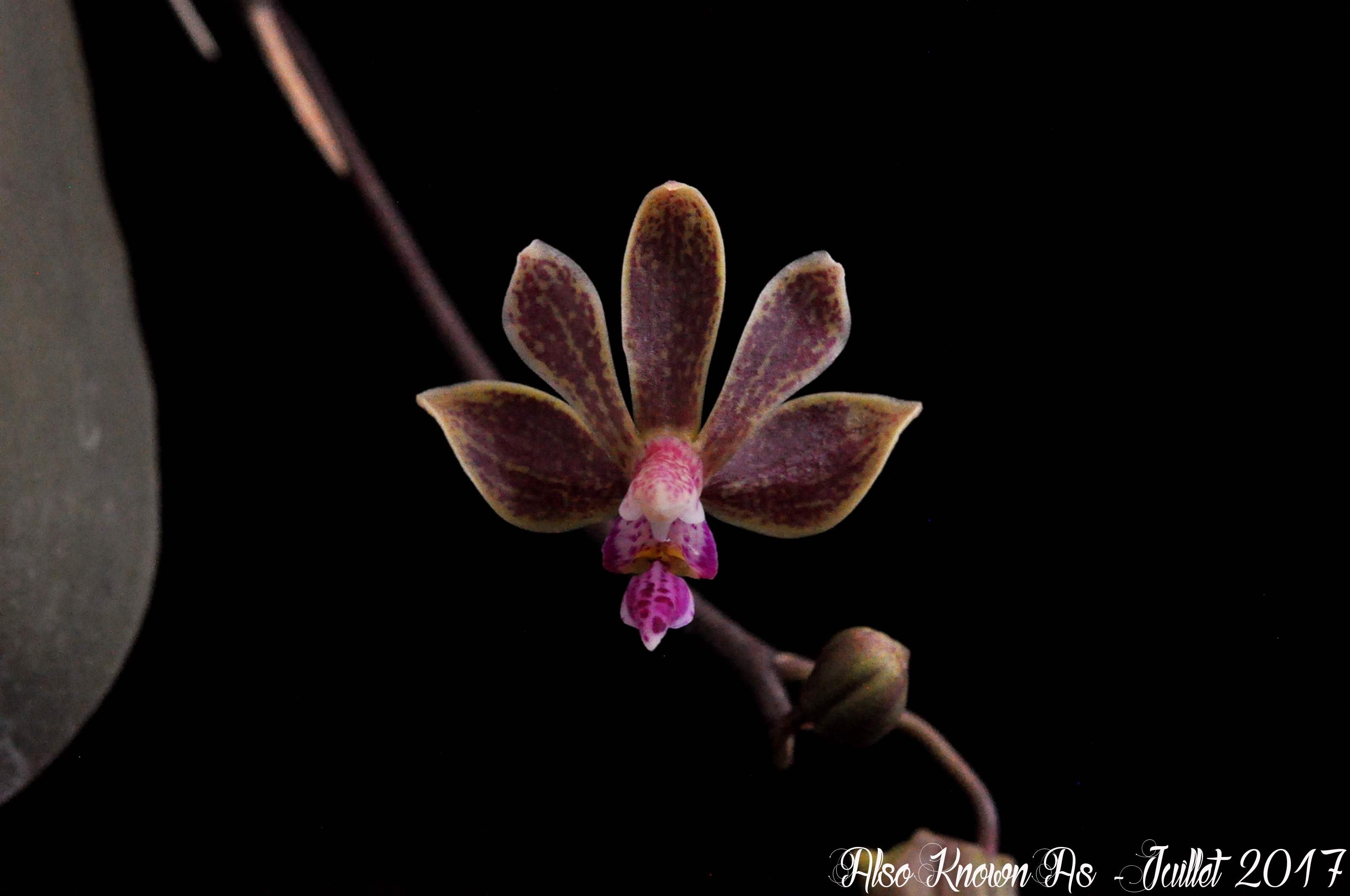 Phalaenopsis Lea Mini (honghenensis x finleyi) 733239LeaMini2