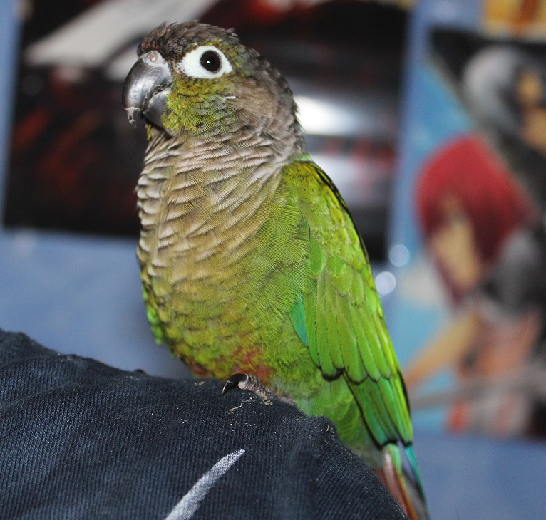 Helly, la crème des conures 733393IMG4355