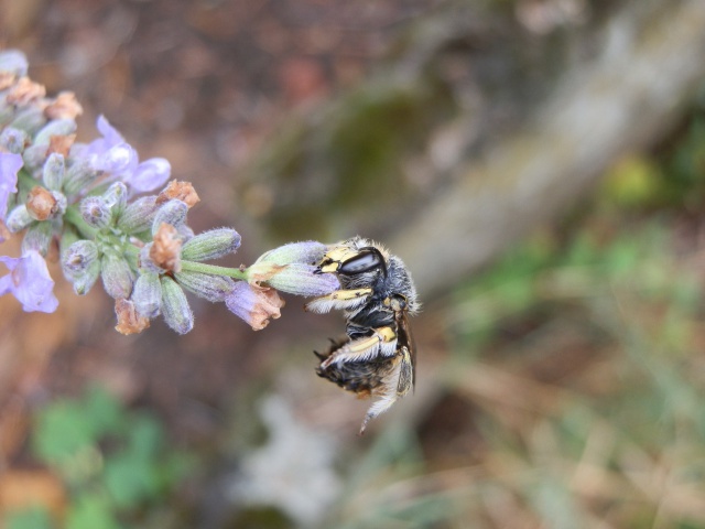 Abeille (?) morte en butinant  733443P8200047