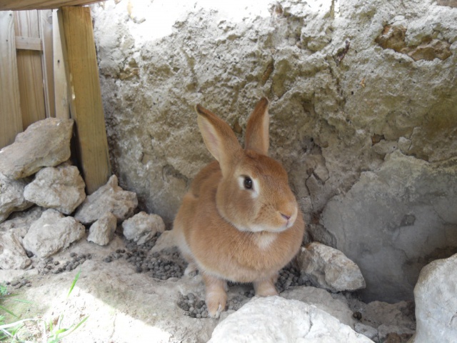 Zimt, lapine fauve de bourgogne, Refuge FREE (Adoptée) 737331SDC13478