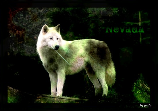 ♪ Loups / Chiens 737824Nevada