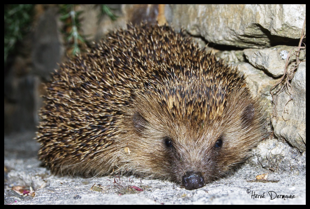 Un visiteur de la nuit 741253DSC02752