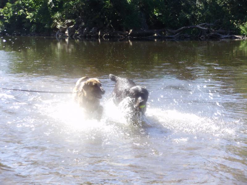 HERCULE( mâle labrador noir) 743804P6291740