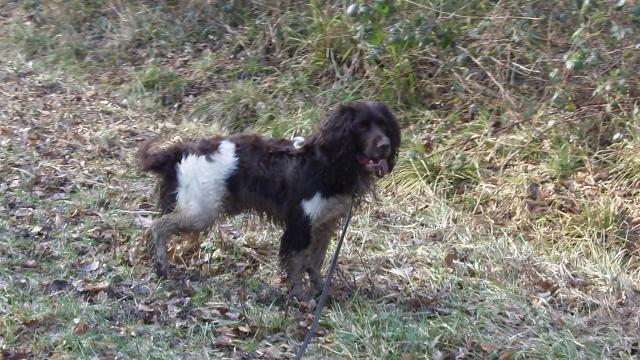 comment réagir quand notre chien nous grogne dessus - Page 3 7444661701606