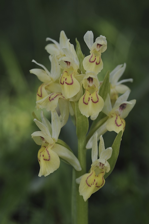 Dactylorhiza sambucina (Orchis sureau) 744731Sam03