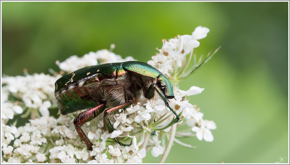 Gros et petits insectes 745123LR55P7070022