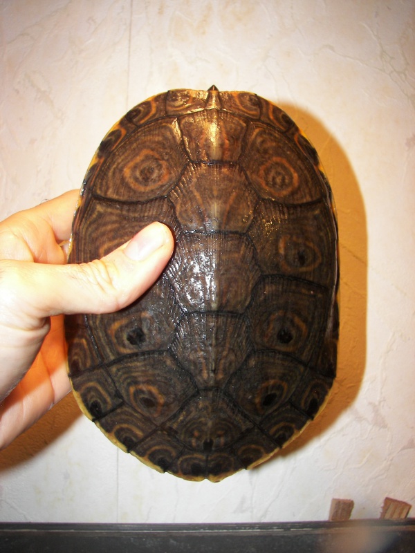 trachemys ornata 7459961010003