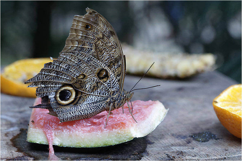 Papillons  746403DSC4541DxOcopie2