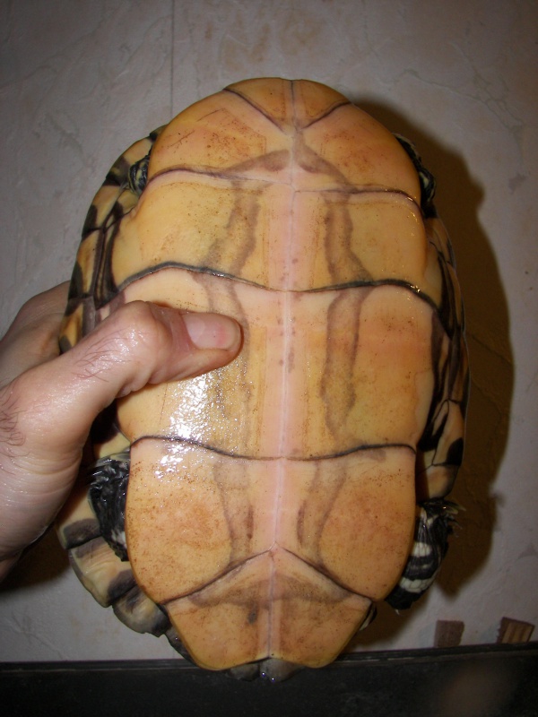 trachemys ornata 7490871010007