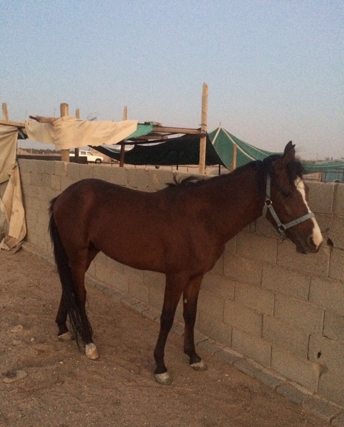 حصان عربي اصيل للبيع 749113892