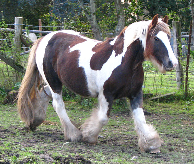 Chevaux de Tan - 20/08/2014 750162IMG0376