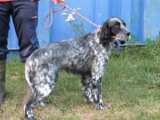 BIANCA - setter anglais 8 ans - Spa de Poitiers (86) 751712174rBianca3