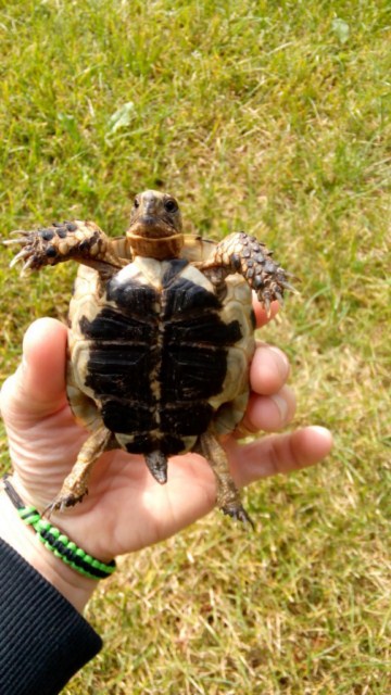 Ma tortue hermann ne mange pas depuis 1 semaine  752994tortue640x4803