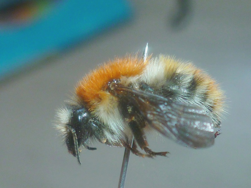 Bombus rouquin  753659P1110967