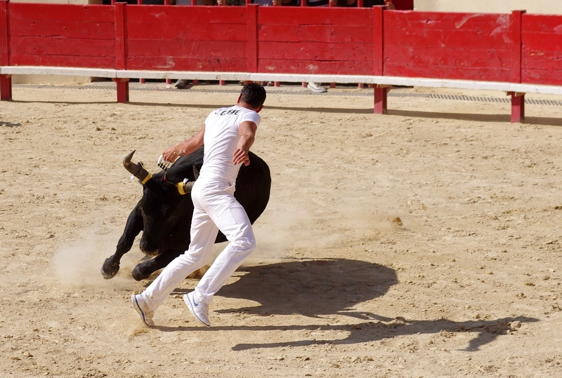 Courses Camarguaises 754405IMGP0629x800