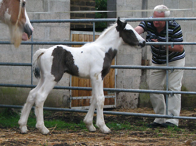 11 - 26 IC... Blodwen : Gleann x Chance Photos P2 759555IMG9521