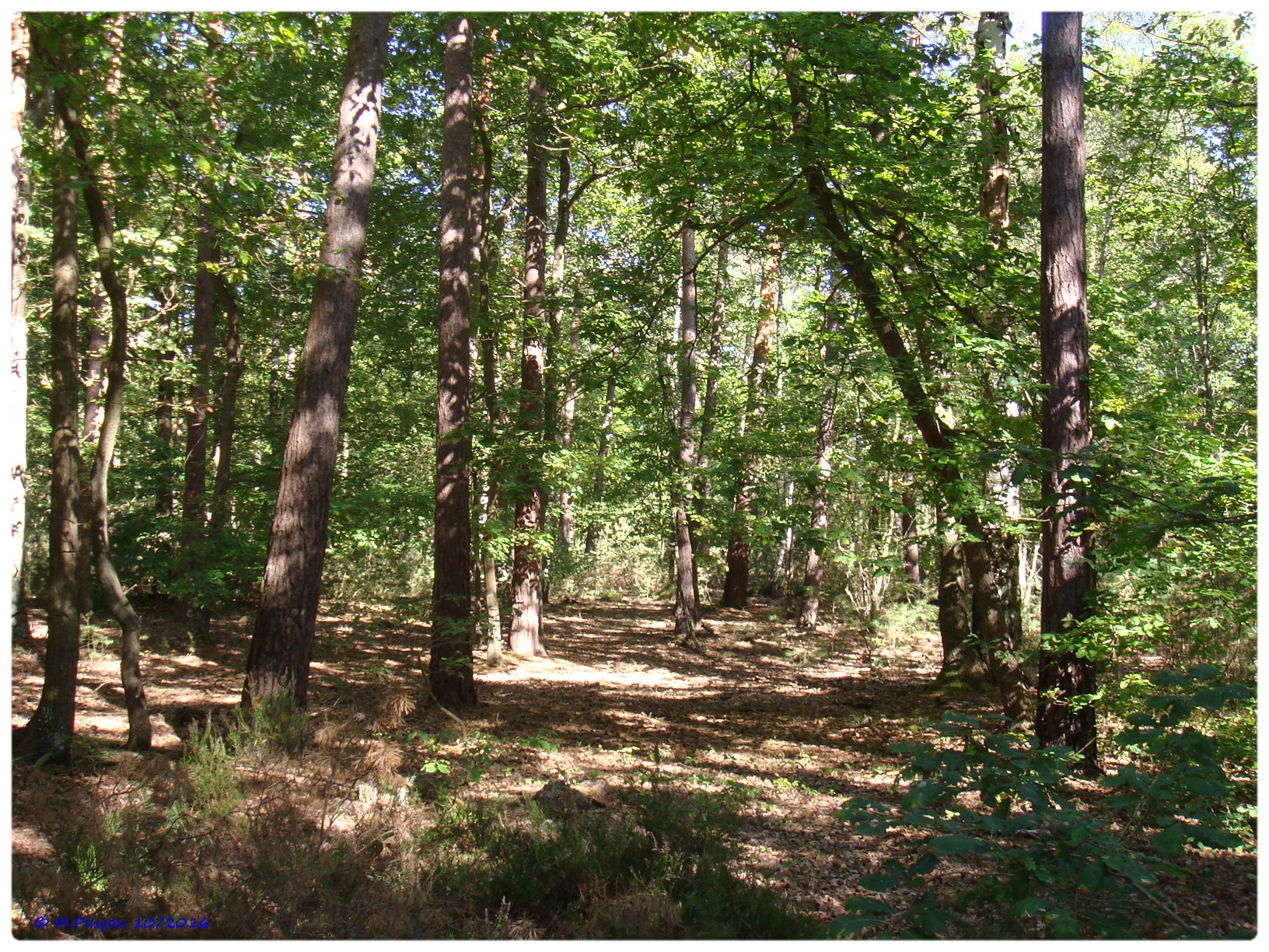 [fil ouvert] la forêt dans tous ses états - Page 6 759797DSC011074