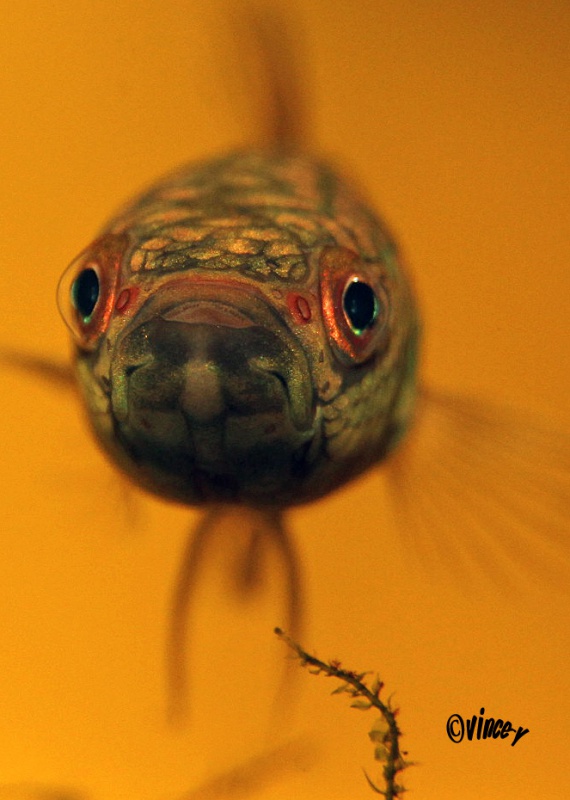 Betta Sp.Antuta CI2011 760275antutasmle2