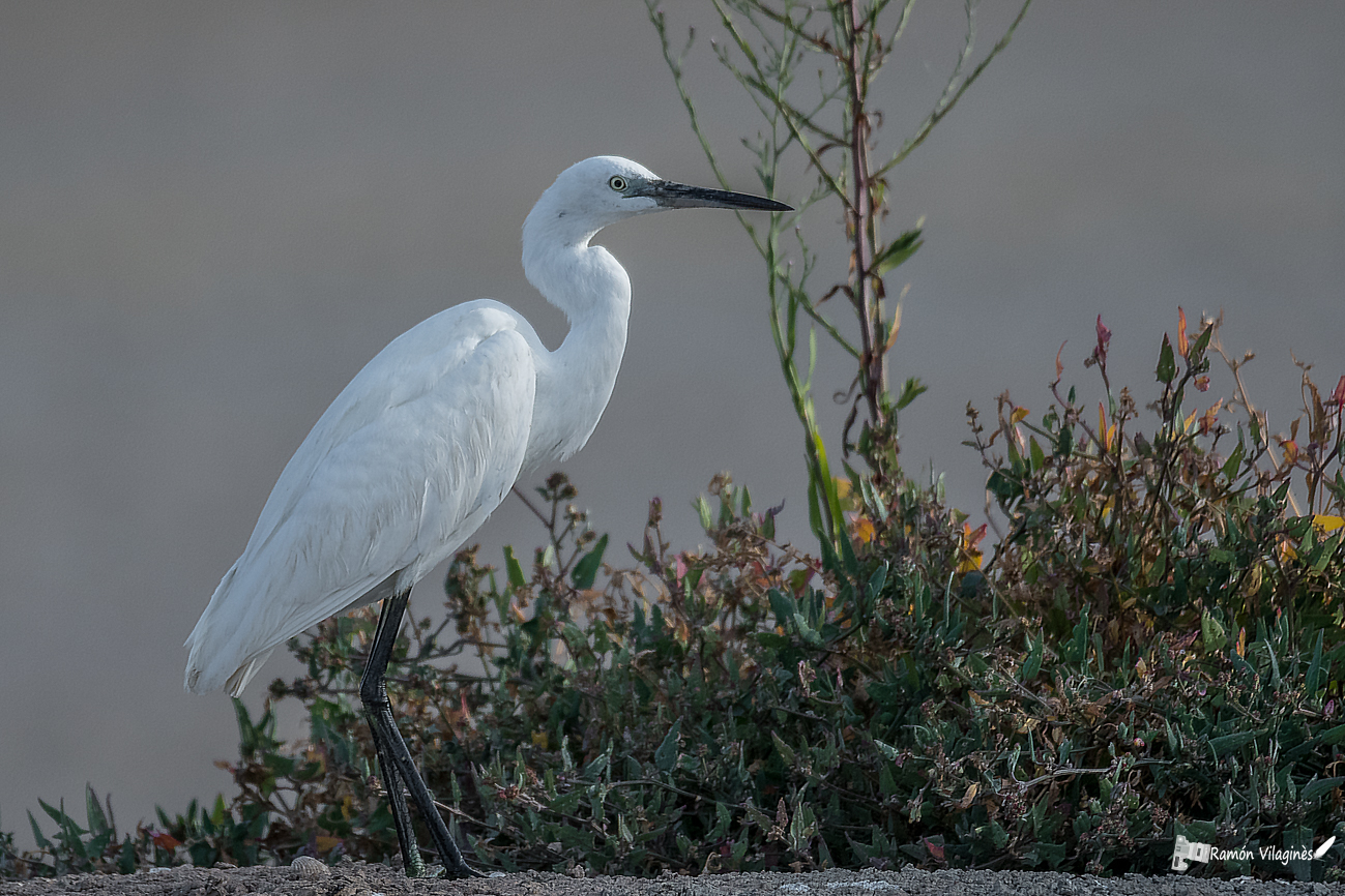 Aigrette garzette...encore... 761069DSC0825ModifierPNum