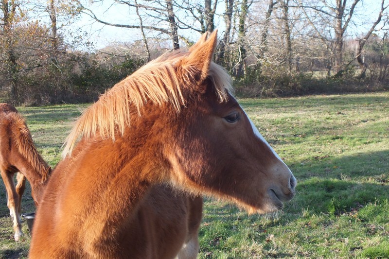 Beren de Maranwë, OC par Fingant de Lafage SF et Seya OI.  762178Photo008a