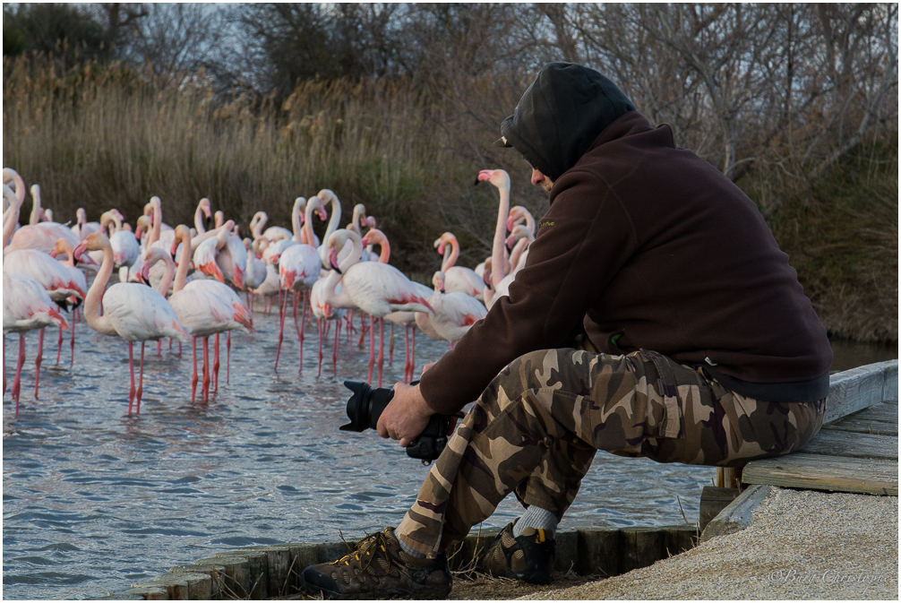 [tiotiti] Animaux de Camargue - Page 10 765160DSC7878