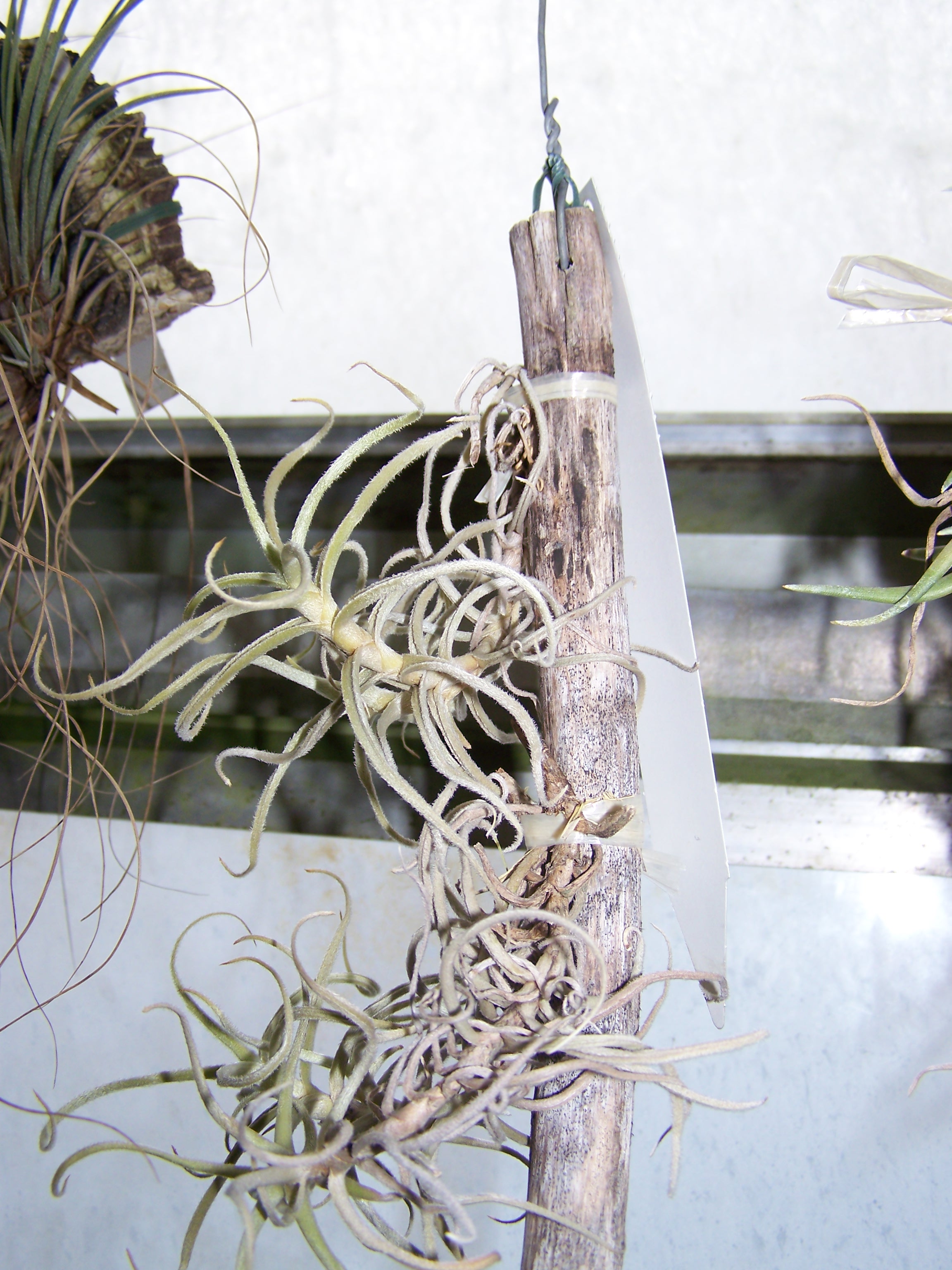 Quelques tillandsia  vus aux serres de Chévreloup  7655301006002