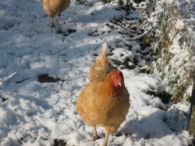 les poules de la ferme dans la neige 765625IMG3956jpg