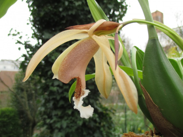 Coelogyne speciosa 765702IMG0019